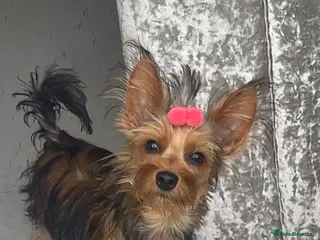 Yorkshire Terrier dogs Yorkshire Terrier - Advert 18