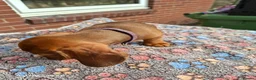 Miniature Dachshund dogs for sale: Lovely litte girl looking for her sofa - Advert 6
