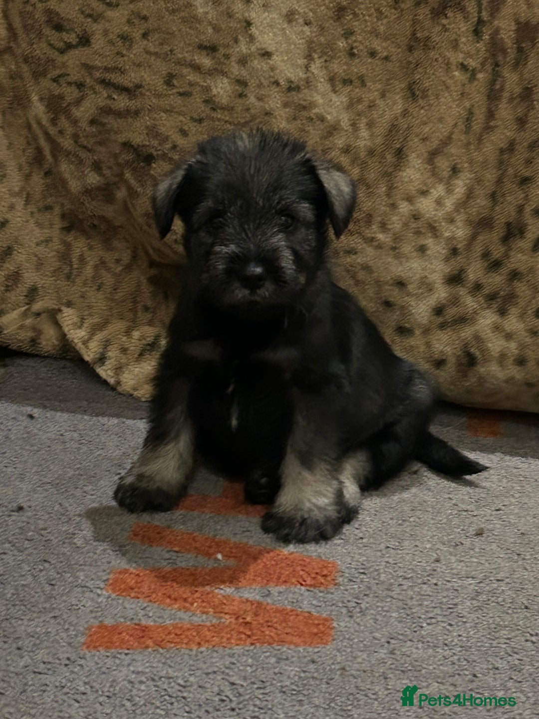 Schnauzer dogs for sale: KC reg health tested P/S standard schnauzers - Advert 10