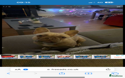 French Bulldog dogs for sale: Female French bulldog for sale  - Advert 6