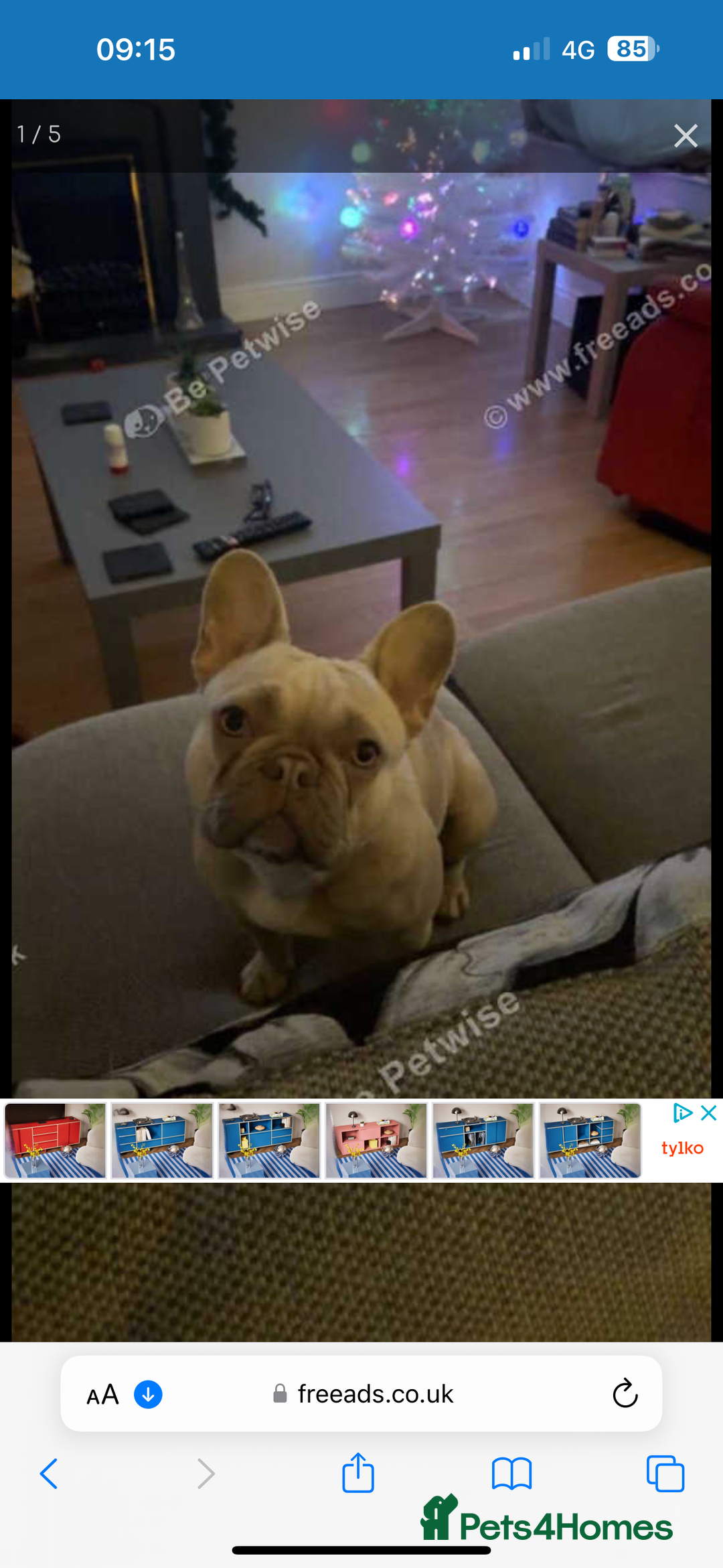 French Bulldog dogs for sale: Female French bulldog for sale  - Advert 6