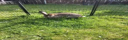 Continental Giant rabbits for sale: Adult Pure continental giant rabbit female  - Advert 5