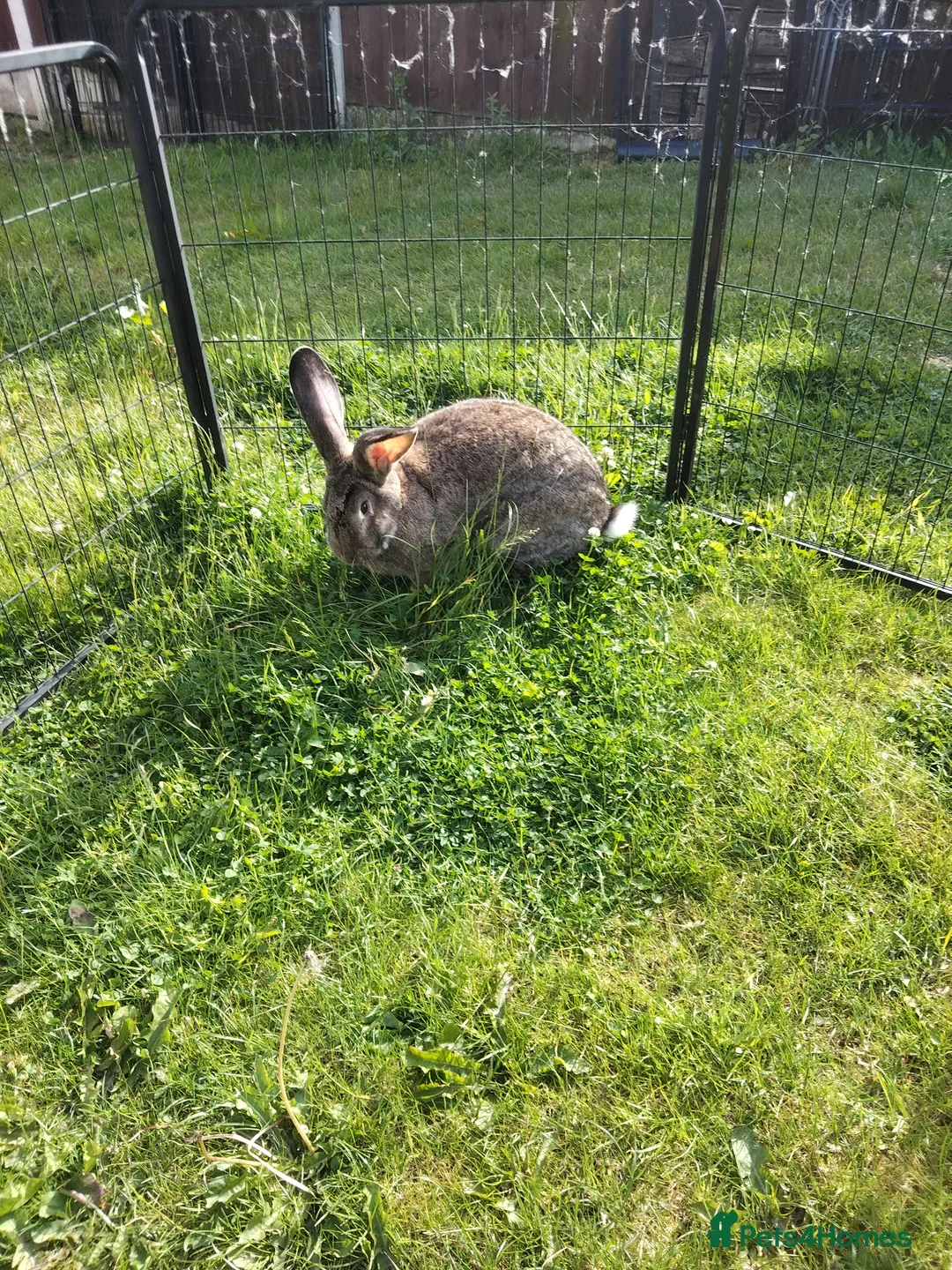 Continental Giant rabbits for sale: Adult Pure continental giant rabbit female  - Advert 5