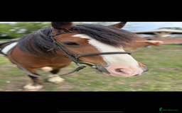 Irish Cob horses for sale: Cob bay mare 12.2 - Image 4