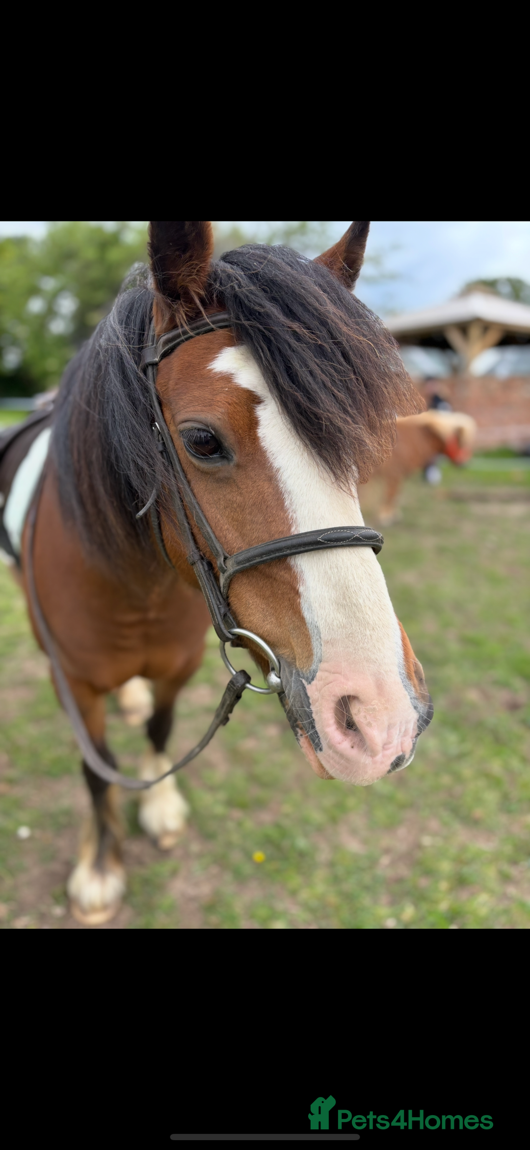 Irish Cob horses for sale: Cob bay mare 12.2 - Image 4