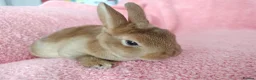 Rex rabbits for sale: Baby mini rex for sale  - Advert 5