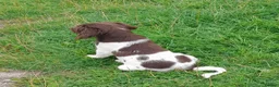 English Springer Spaniel dogs for sale: Gorgeous English Springer Spaniels Puppies - Advert 20