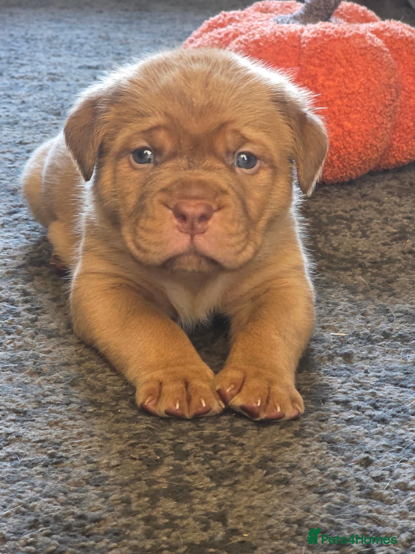 Dogue De Bordeaux dogs for sale: Beautiful chunky litter  - Advert 6