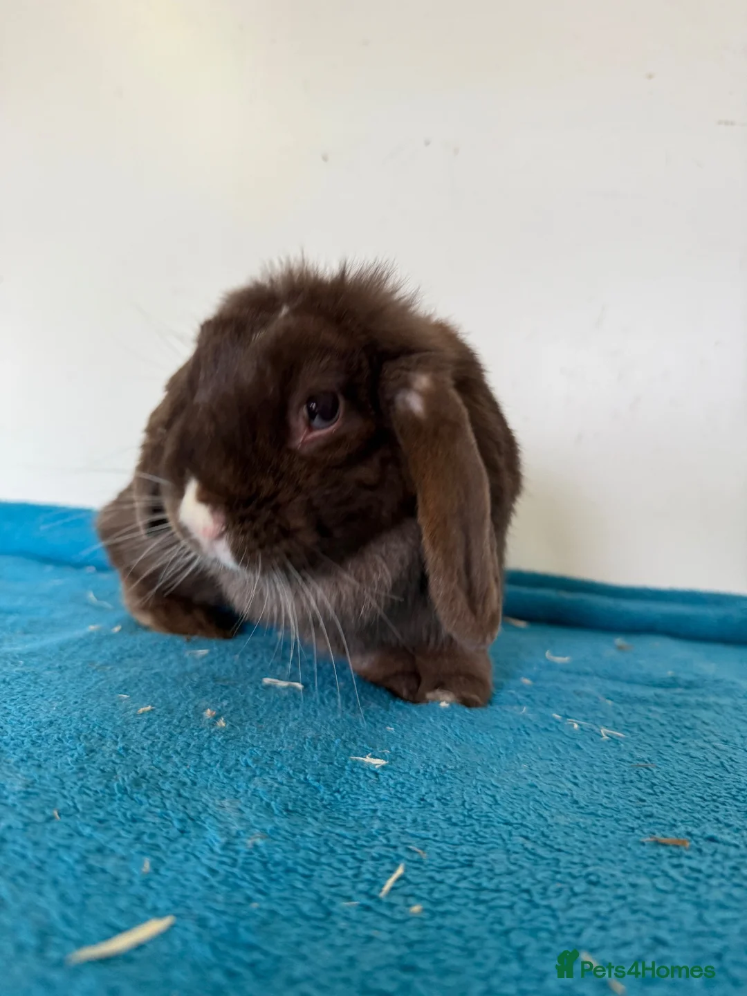 Mini Lop rabbits for sale: Pure breed mini lop adult female for sale  - Advert 2