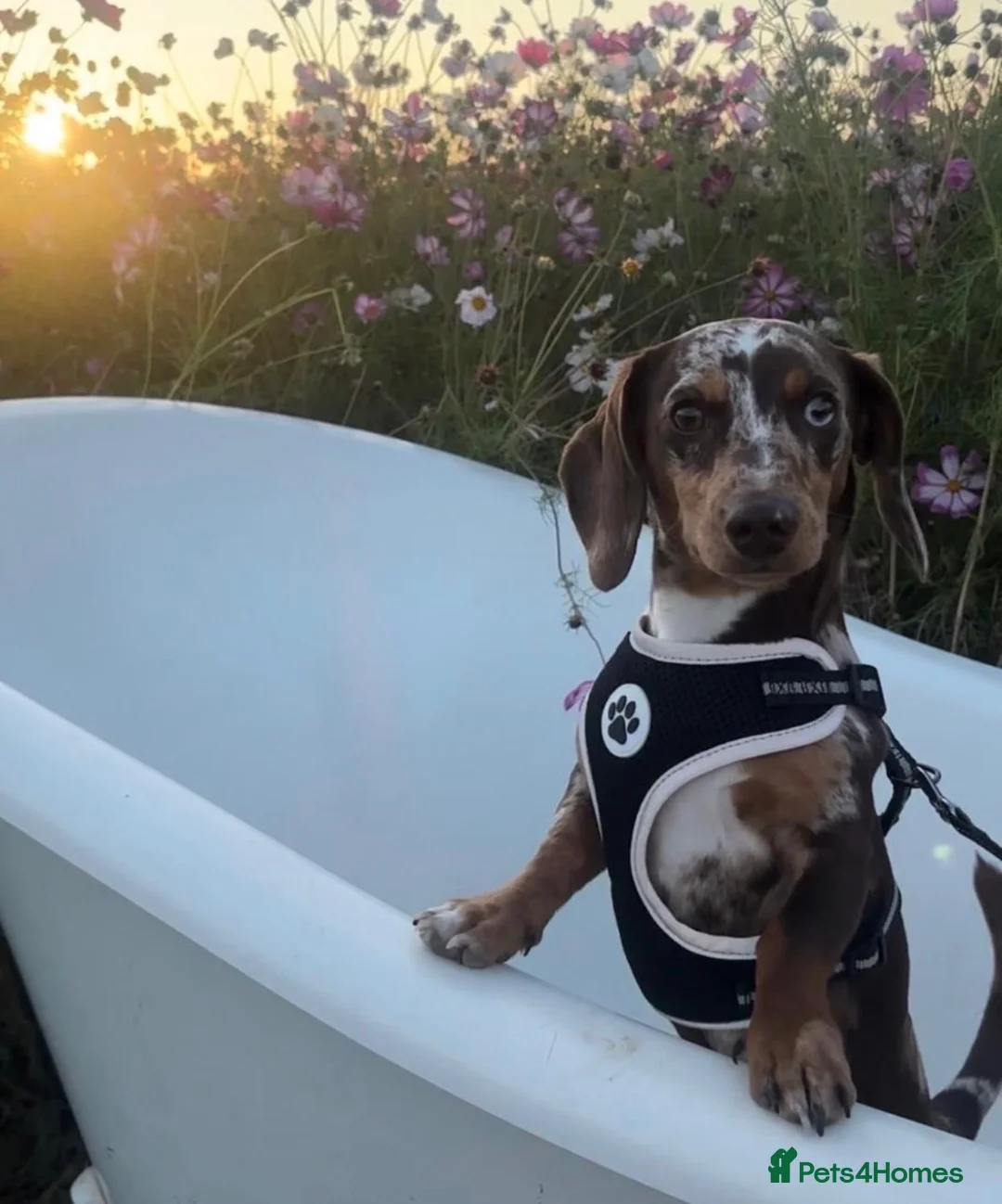 Miniature Dachshund dogs for stud: Dapple Miniature Dachshund for Stud - Advert 1