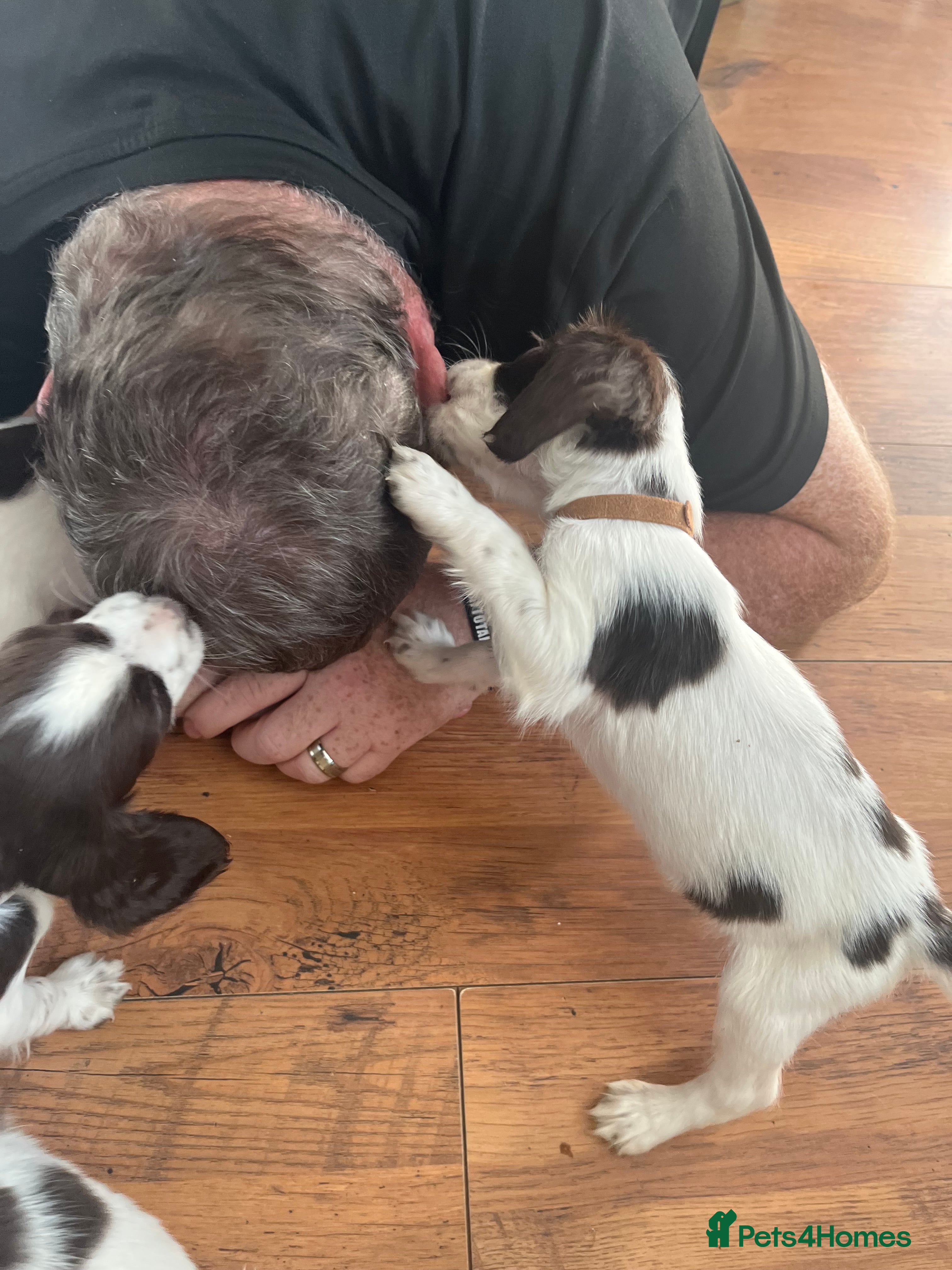 English Springer Spaniel dogs Springer spaniel pups 1 boy left - Advert 2