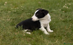 Mixed Breed dogs for sale: 🐾 Jack Russell x Border Collie Puppies  - Image 13