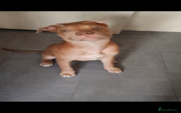 Mixed Breed dogs for sale: Adorable, loving 20 weeks young puppy's  - Image 11