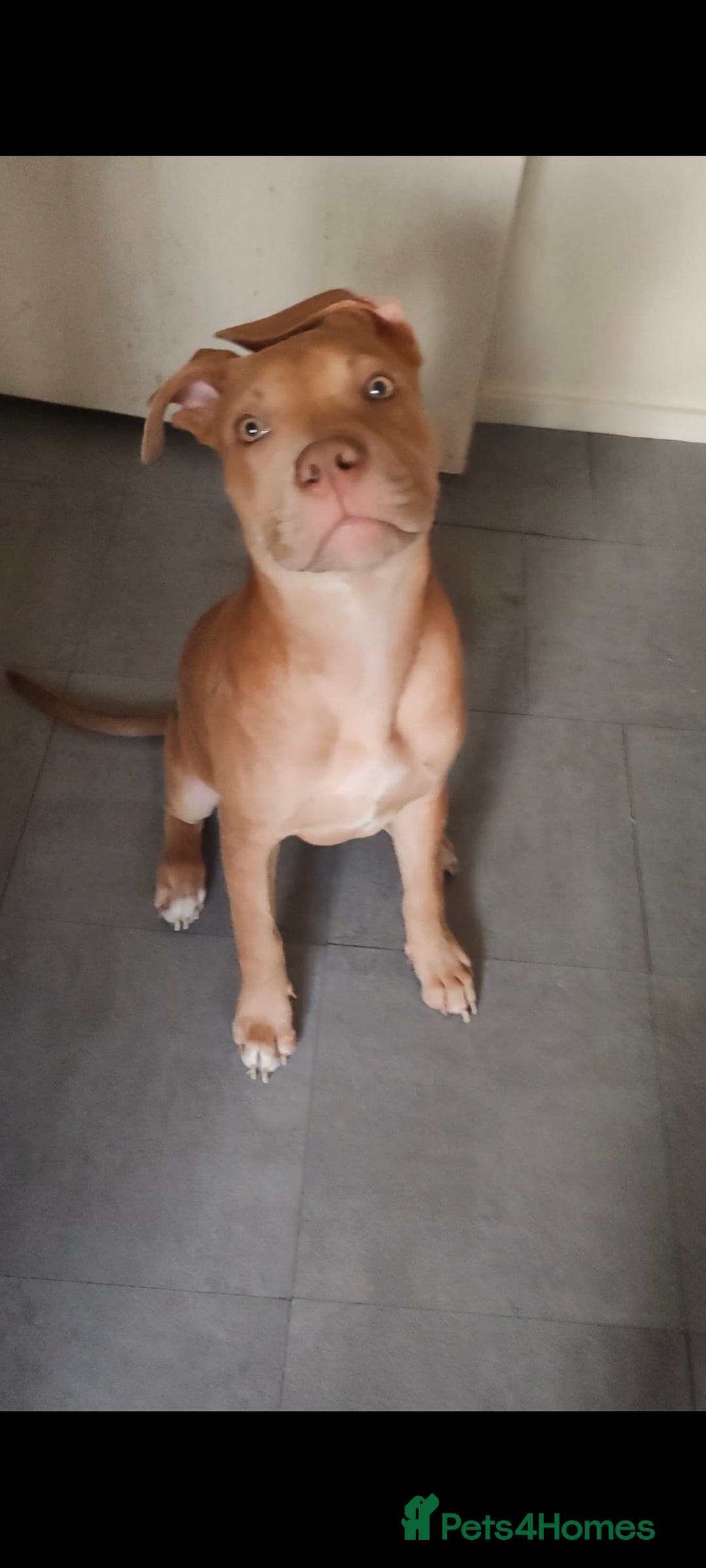 Mixed Breed dogs for sale: Adorable, loving 20 weeks young puppy's  - Image 11