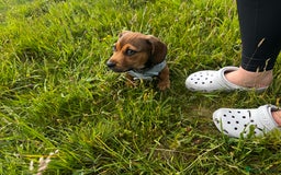 Mixed Breed dogs for sale: Dachshund  - Image 4