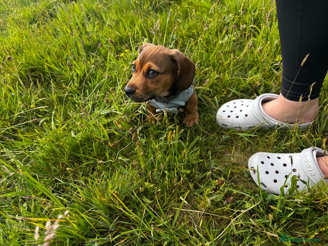 Mixed Breed dogs for sale: Dachshund  - Image 4