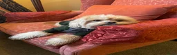 Maltipoo dogs for stud: Stud  - Advert 16