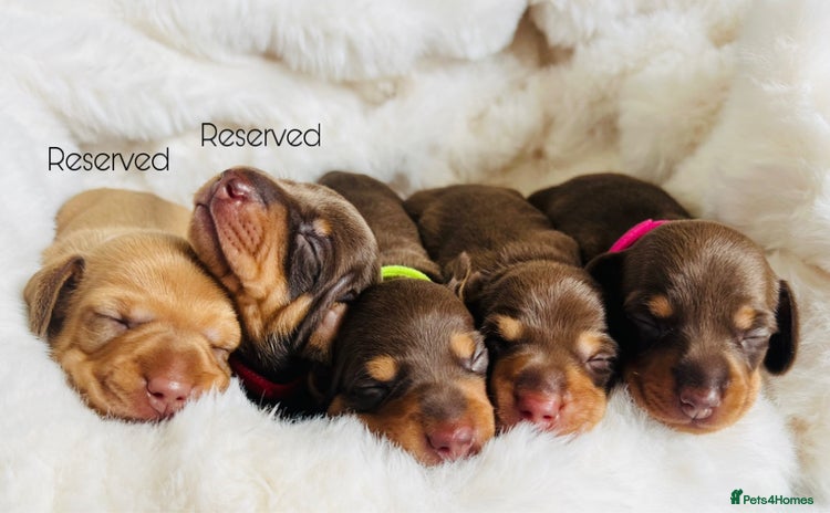 Miniature Dachshund dogs - Advert 9