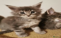 Maine Coon cats for sale: Full pedigree Maine Coon kittens for sale  - Advert 14