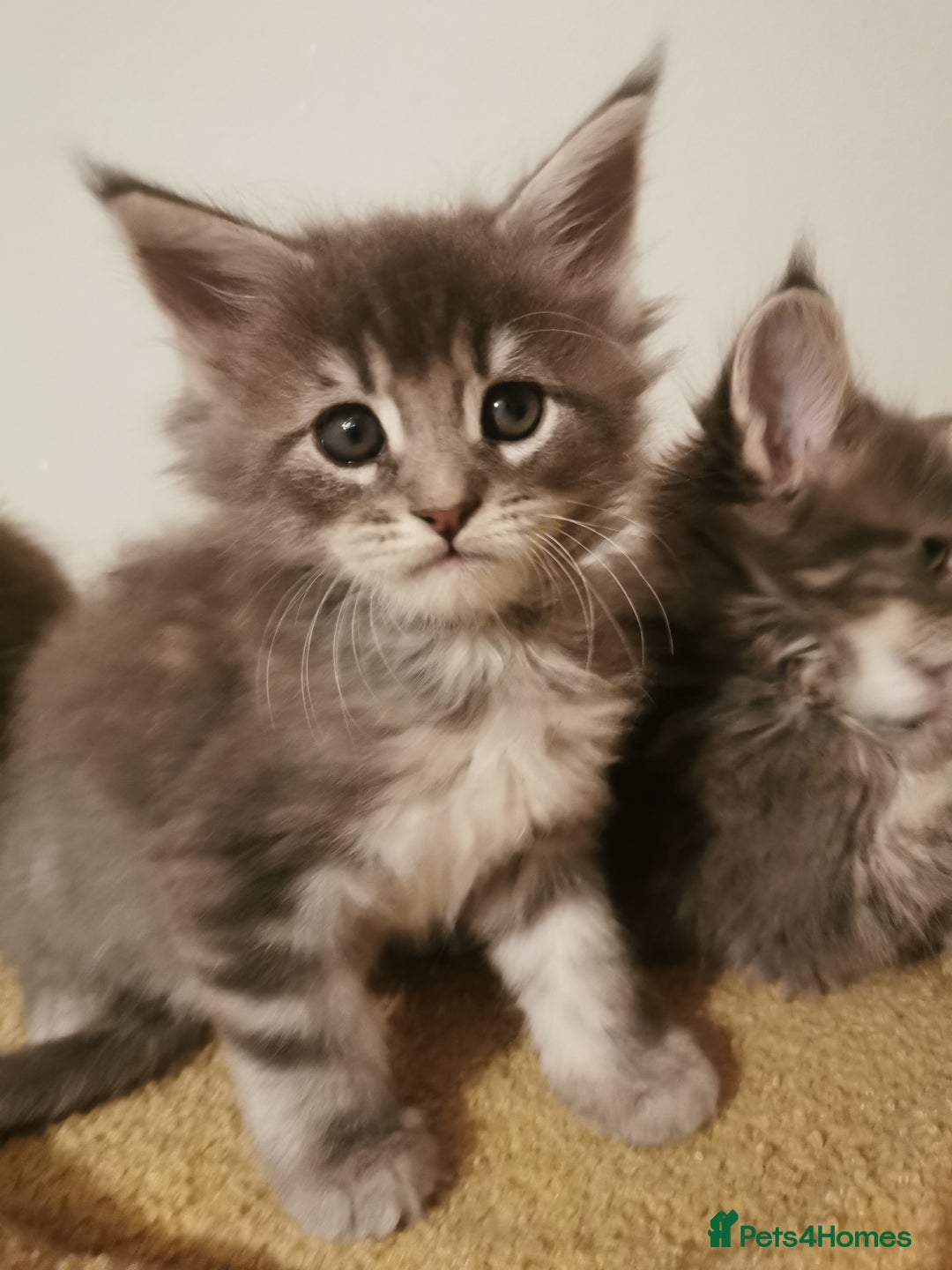 Maine Coon cats for sale: Full pedigree Maine Coon kittens for sale  - Advert 14