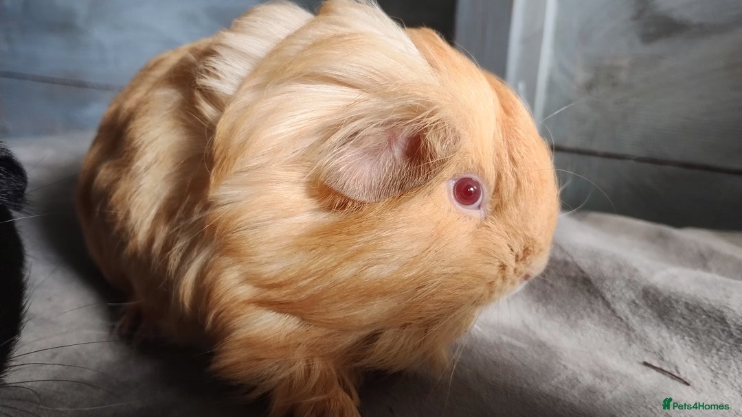 Guinea Pig rodents for sale: Pair of male guinea pigs so beautiful  - Image 5