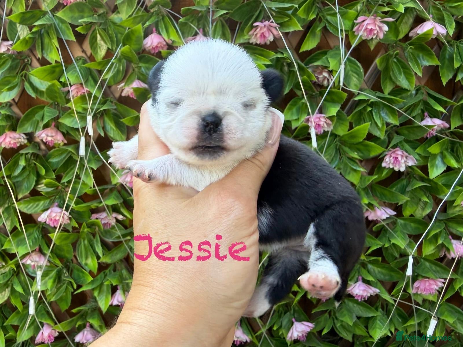 Pug dogs Kc registered pug puppies  - Advert 1