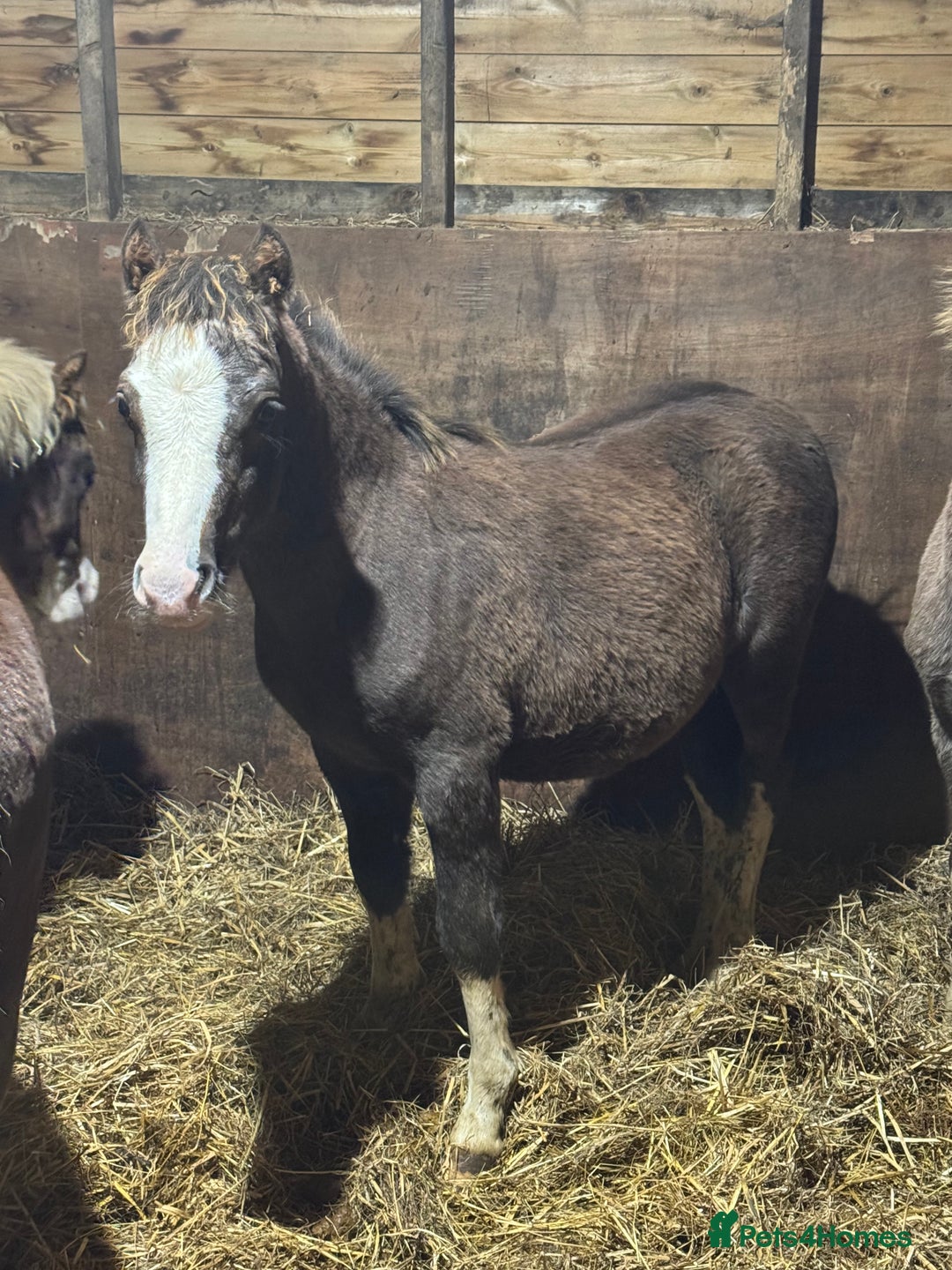 Welsh Section A horses for sale: Homes saught for the Welsh Babies  - Advert 8