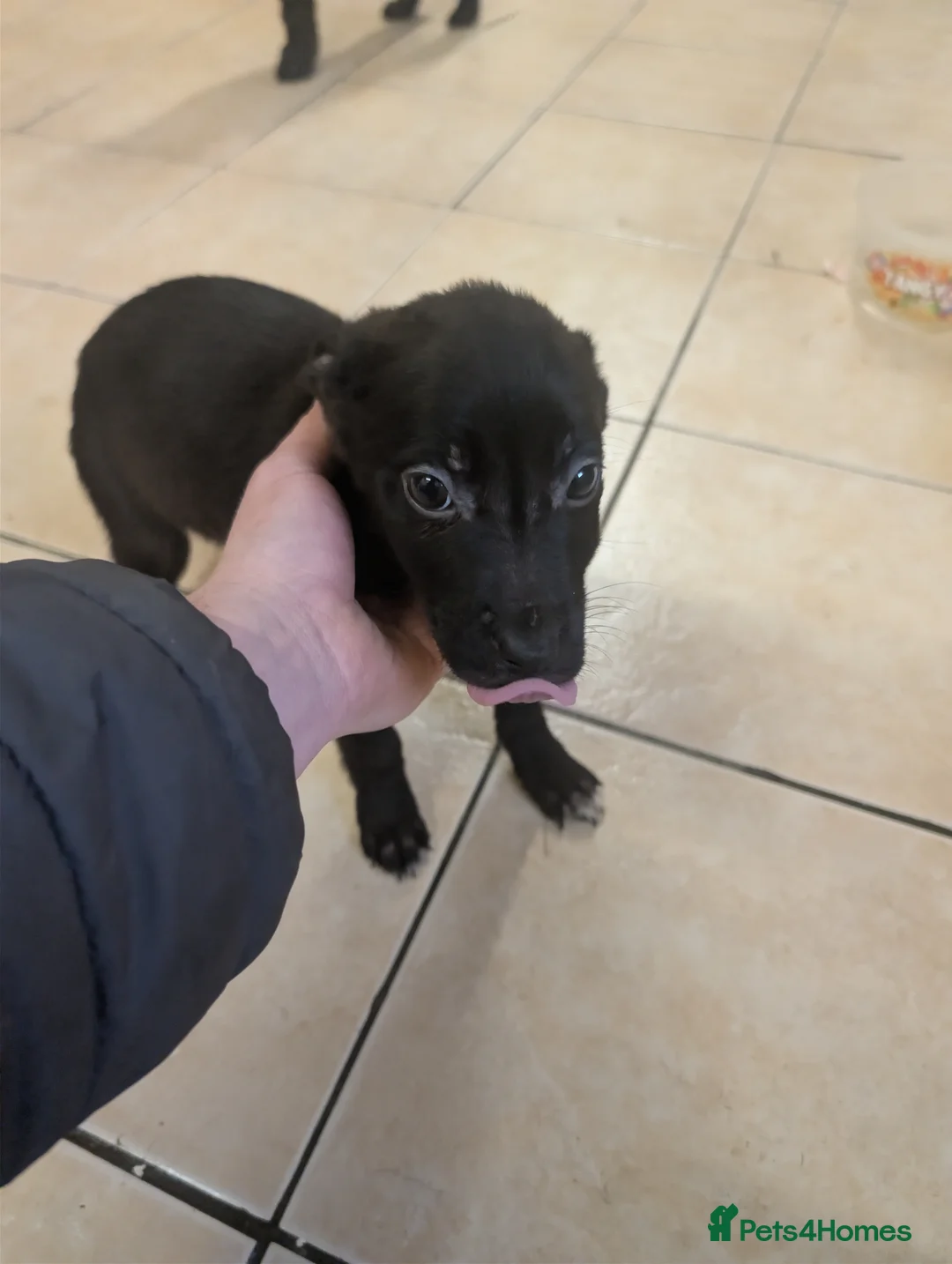 Mixed Breed dogs for sale: Cane corso x German shepherd pups  - Advert 21