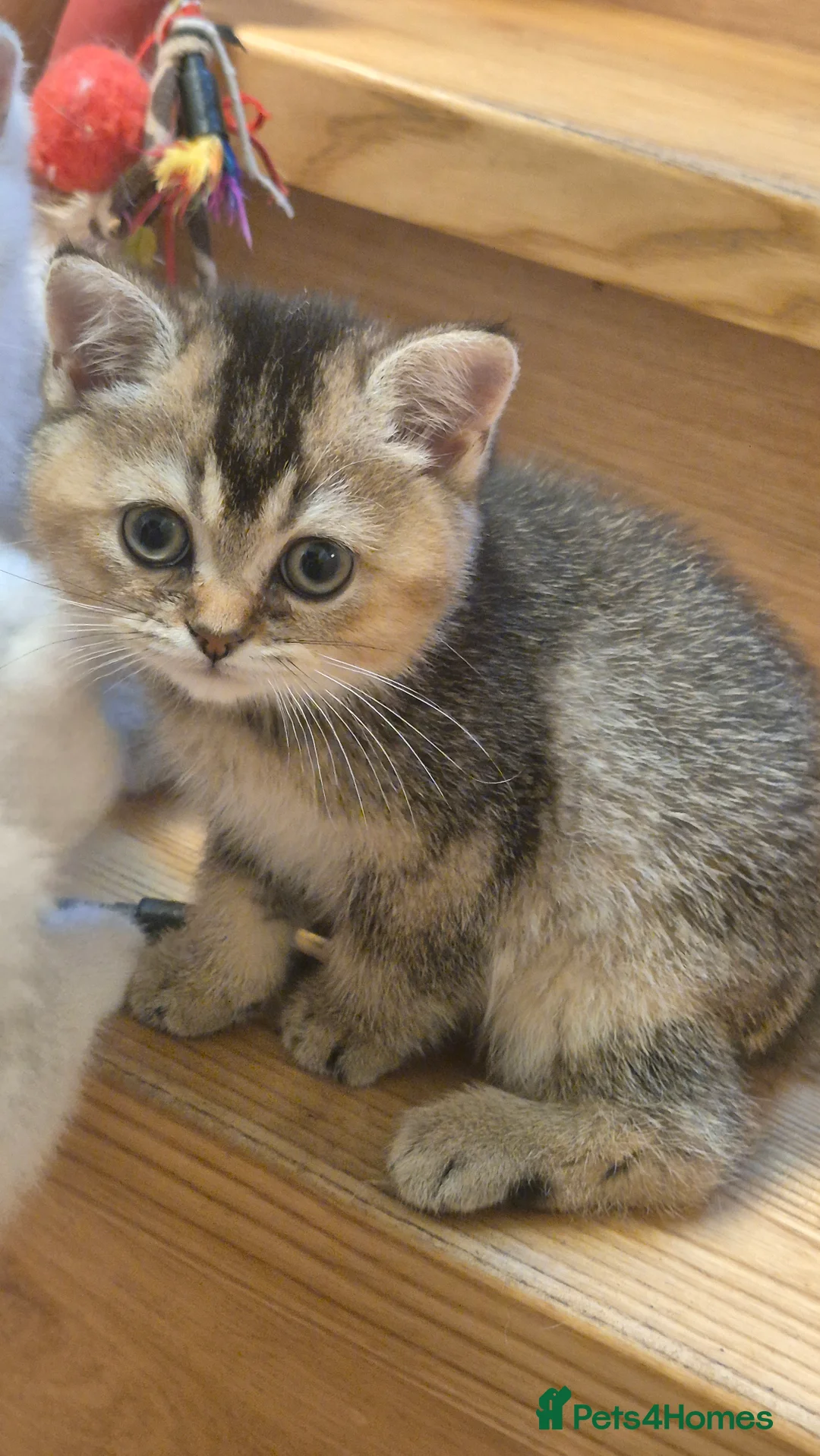 British Shorthair cats for sale: British shorthair  cat - Advert 2