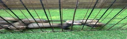 Ferret rodents for sale: Baby Ferret - Advert 15