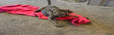 Cane Corso Puppy 2