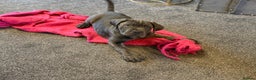 Cane Corso dogs for sale: EXCEPTIONAL PEDIGREE CANE CORSO PUPPIES - Advert 3
