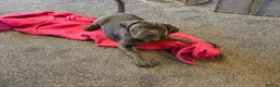 Cane Corso dogs for sale: EXCEPTIONAL PEDIGREE!! ONE BLUE GIRL AVAILABLE!! - Advert 5