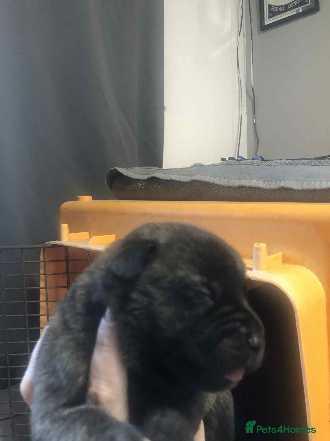 Mixed Breed dogs for sale: Cane corso cross German shepherd puppy’s  - Image 3