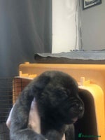 Mixed Breed dogs - Advert 11