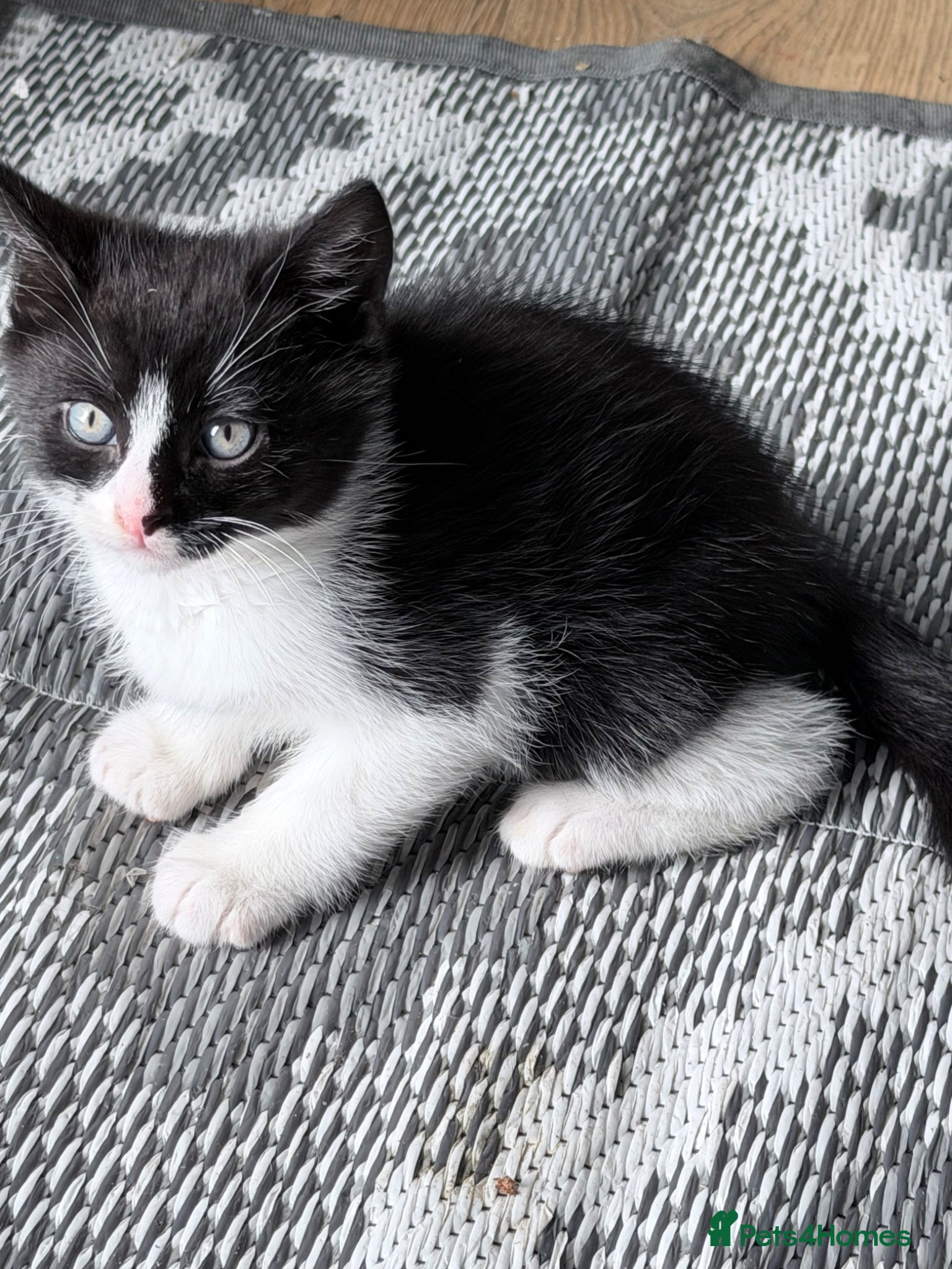 Mixed Breed cats 3 cute and playful kittens  - Advert 9