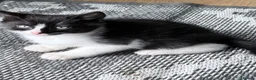 Mixed Breed cats for sale: 3 cute and playful kittens  - Advert 7