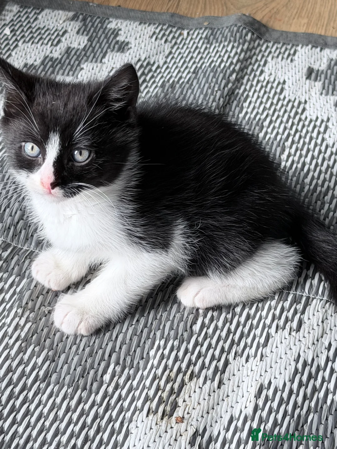 Mixed Breed cats for sale: 3 cute and playful kittens  - Advert 7