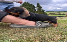 Dachshund dogs for sale: Wire haired dachshund puppies - Image 7
