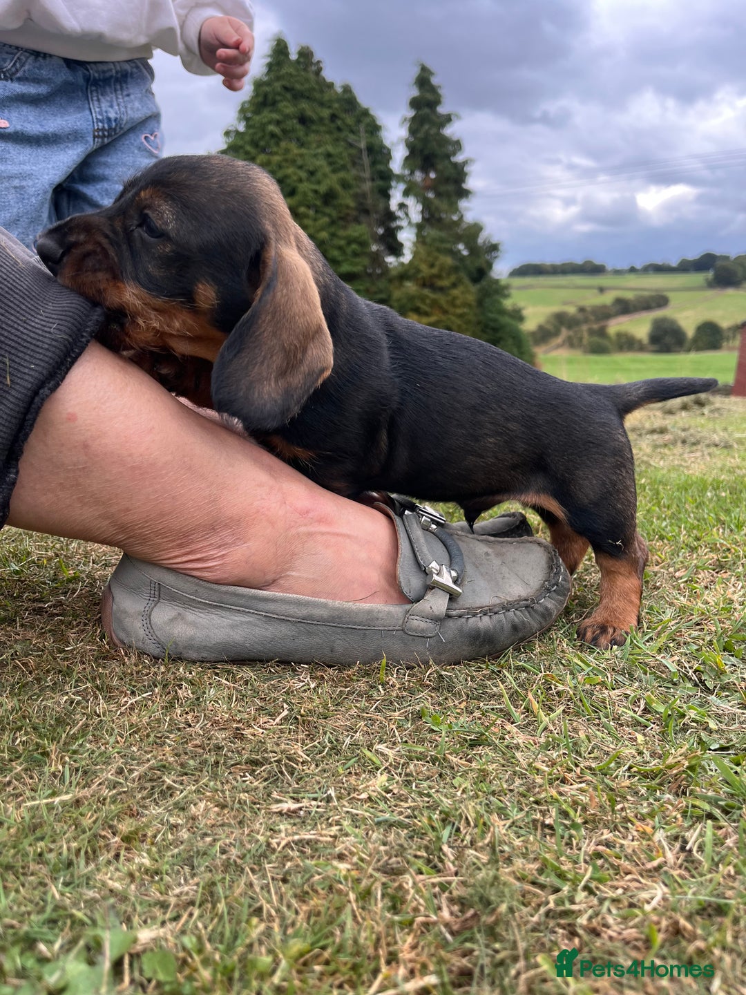 Dachshund dogs for sale: Wire haired dachshund puppies - Image 7