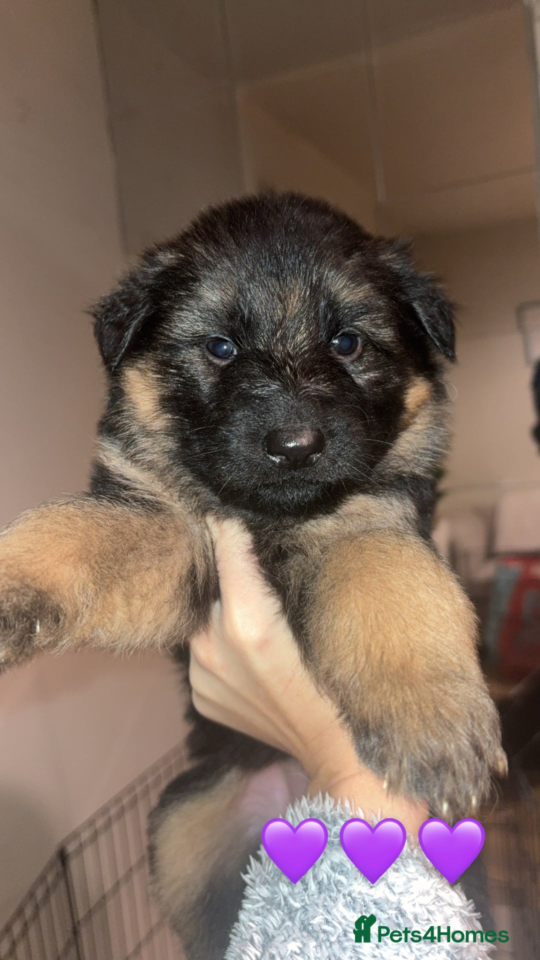 German Shepherd dogs for sale: German shepherd puppies - Advert 3