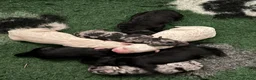 Labradoodle dogs for sale: Miniature labradoodles  - Advert 6