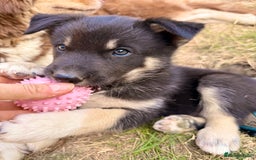 Pomsky dogs for sale: F4❗️READY 🏡 (brown/ bi eyed) REDUCED 💫  - Image 19