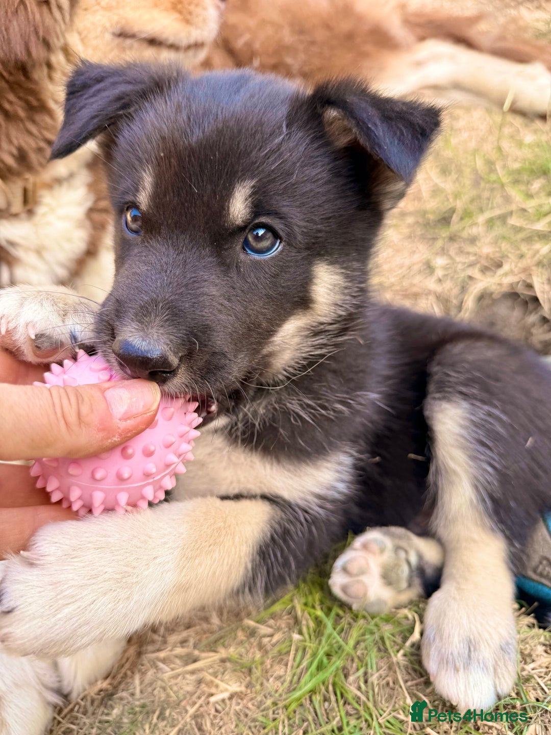Pomsky dogs for sale: F4❗️READY 🏡 (brown/ bi eyed) REDUCED 💫  - Image 19