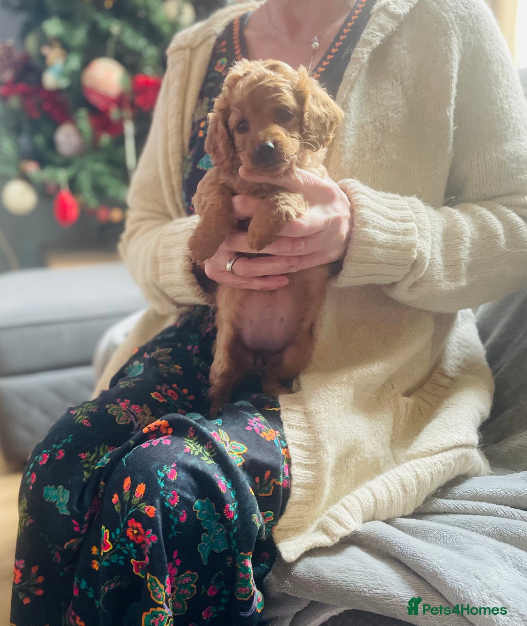 Cavapoo dogs for sale: F2 toy Cavapoo - Advert 10