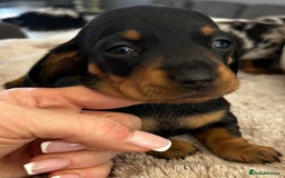 Miniature Dachshund dogs for sale: Gorgeous KC Miniature Dachshunds  - Image 3