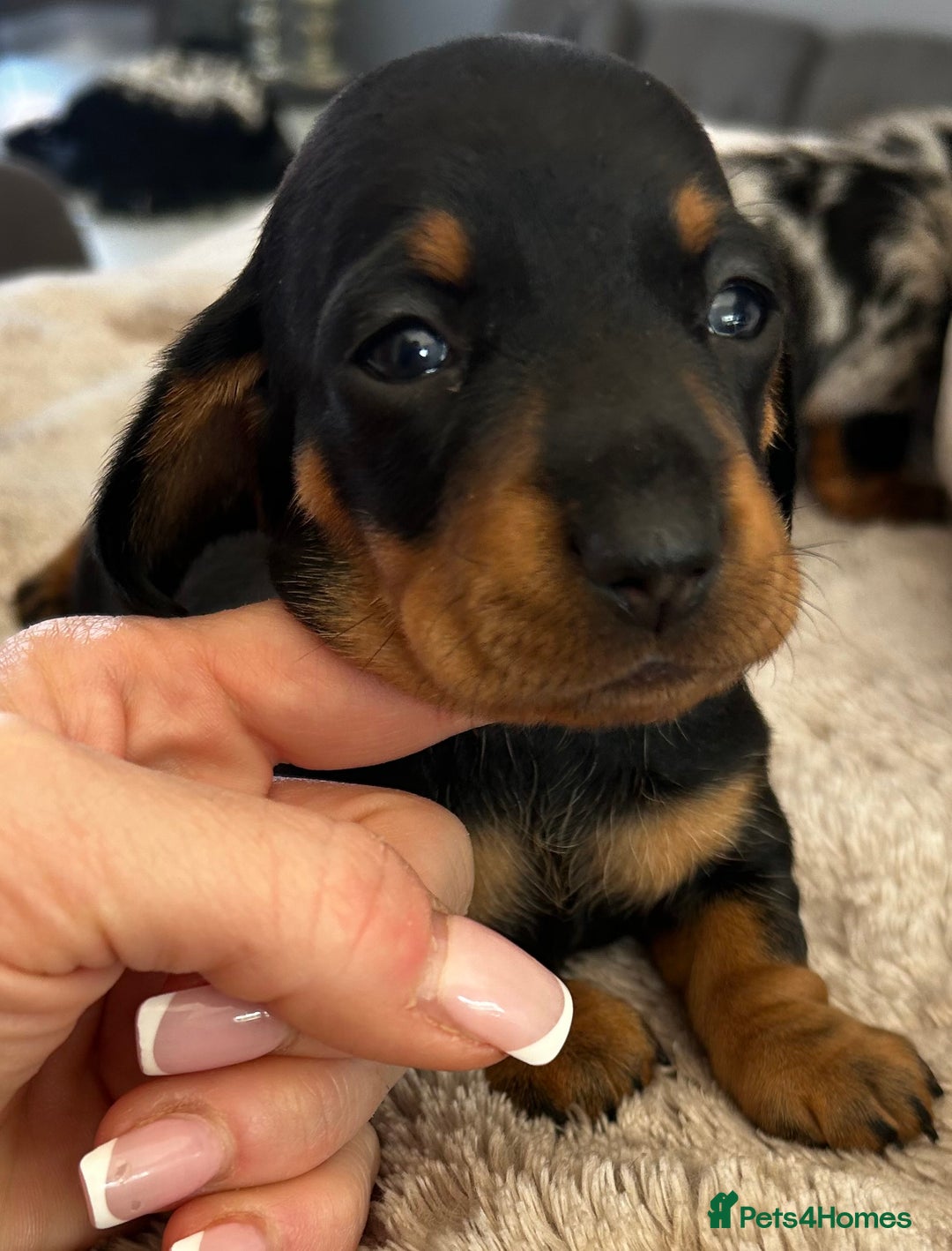 Miniature Dachshund dogs for sale: Gorgeous KC Miniature Dachshunds  - Image 3