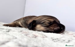 Miniature Dachshund dogs for sale: Long haired miniature dachshund ALL PUPS RESERVED - Image 4
