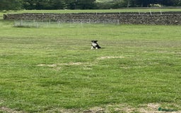 Border Collie dogs for sale: Peppa  - Image 2