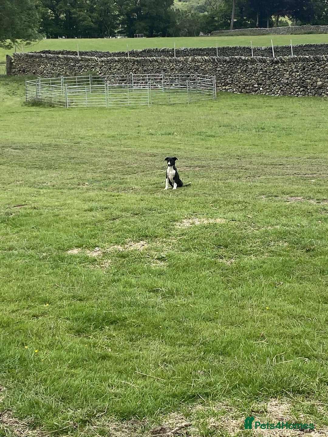 Border Collie dogs for sale: Peppa  - Image 2